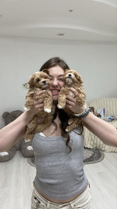 CHOCODOG мальтіпу