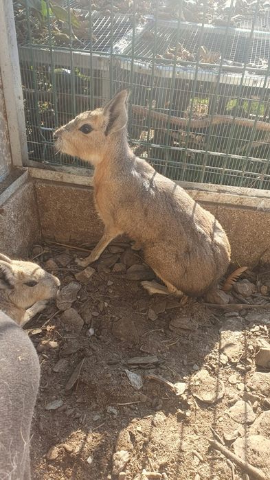Maras(lebres da Patagónia)