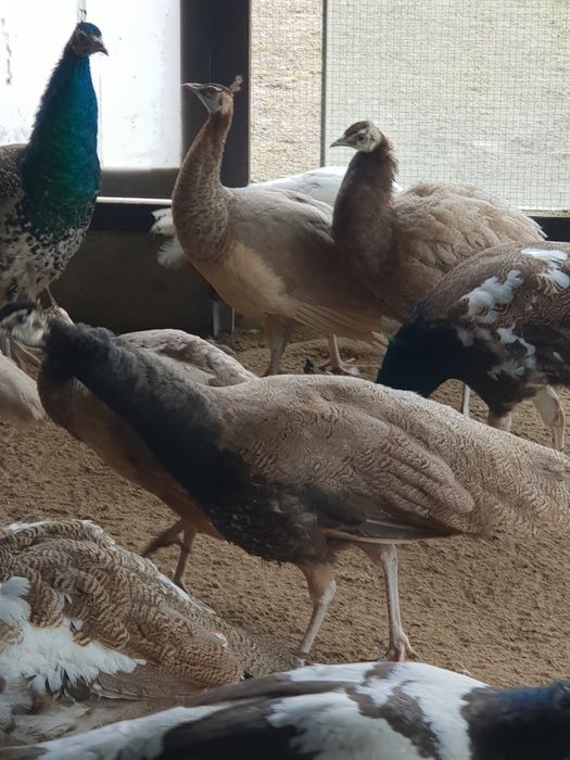 Samiec paw bufor bronz 2025