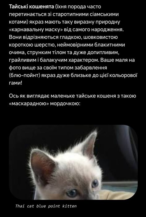 Продаються кошенята