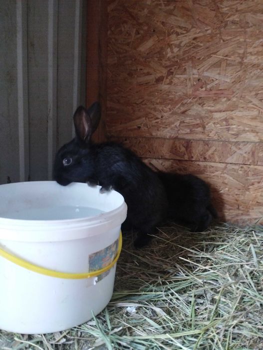 Продам кроликов . Возраст от 1,5 месяцев до 2 х.