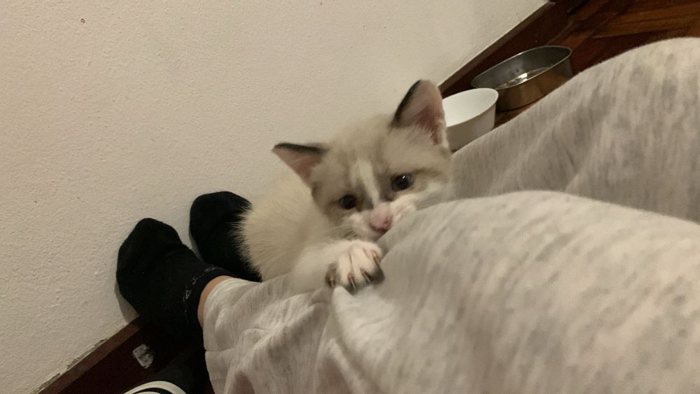 Gatinhos para adocao