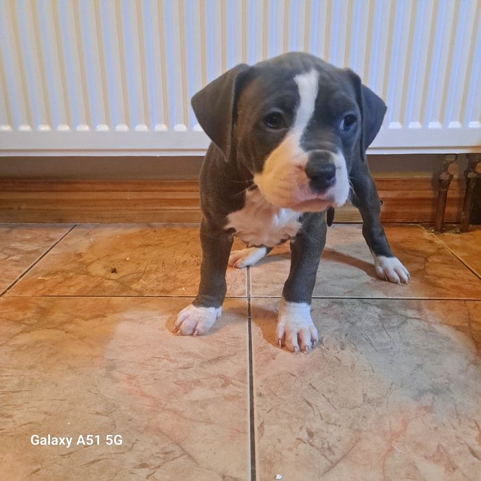 Amstaff  Szczeniak Suczkaa