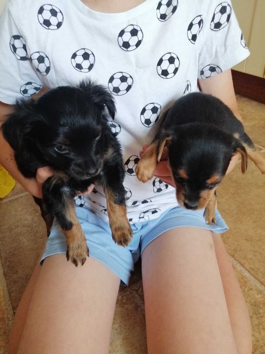 Szczeniaczki do adopcji