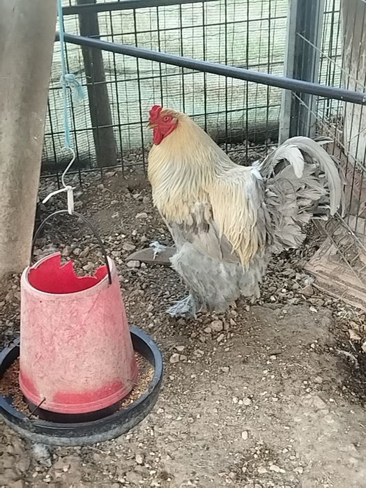 Casal Brahma Isabela