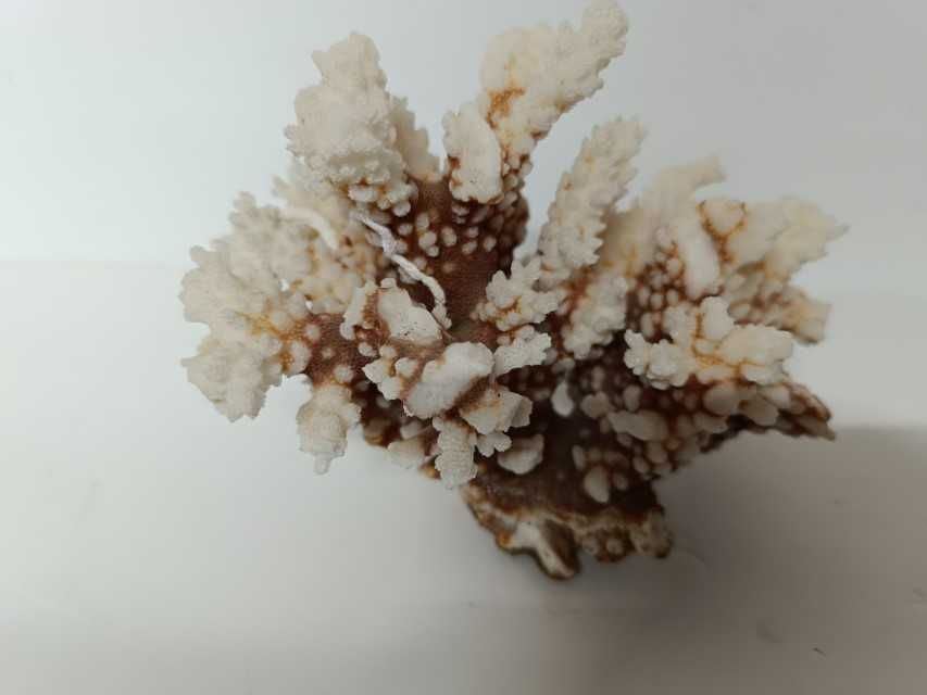 Lote Conchas e Corais