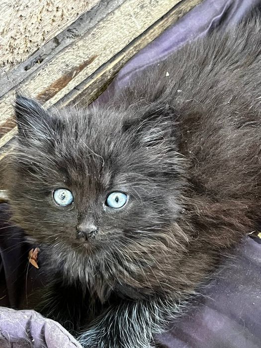 КОШЕНЯТА безкоштовно в добрі руки кошеня котик киця