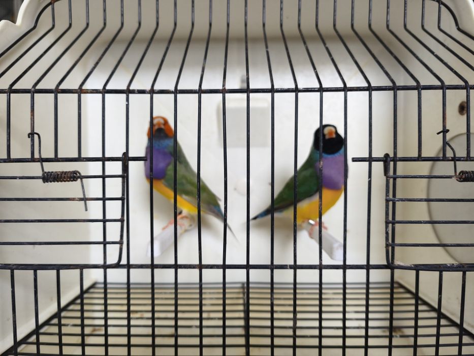 Casais diamante gould