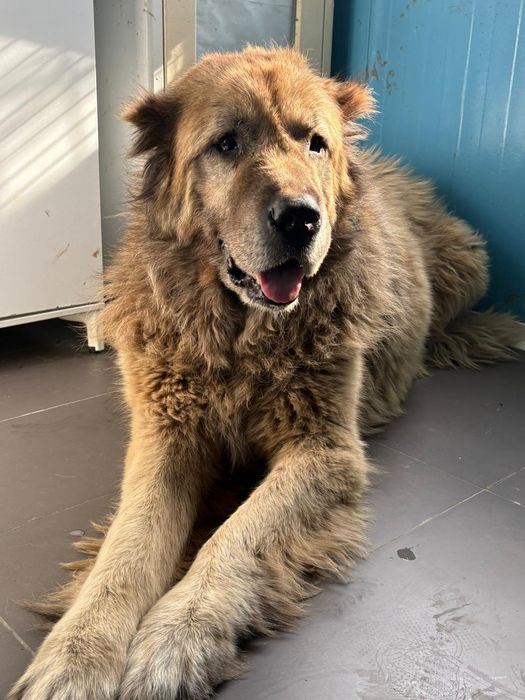 Aslan - piesek do adopcji stałej lub do domu tymczasowego