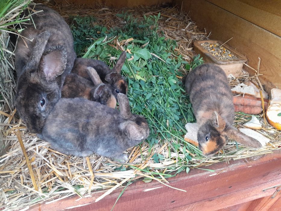 Króliki Rex trojbarwne