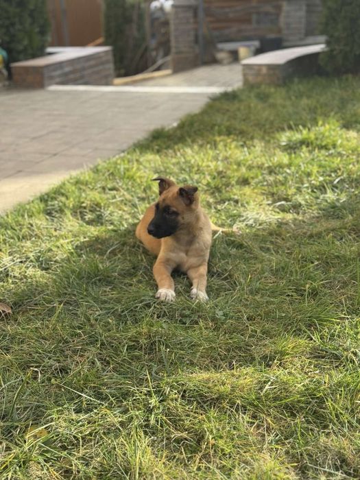 Цуценята малінуа