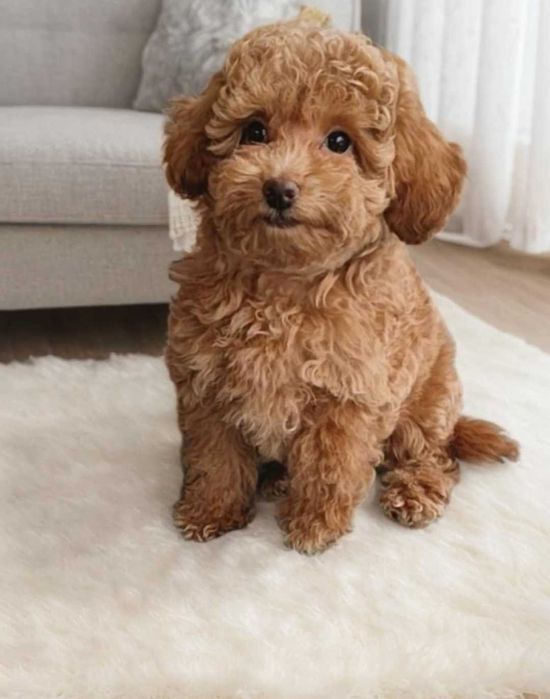 Солнечная, яркая девочка той пудель.