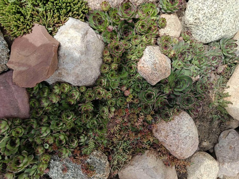 Sprzedam rojniki murowe (Sempervivum tectorum)
