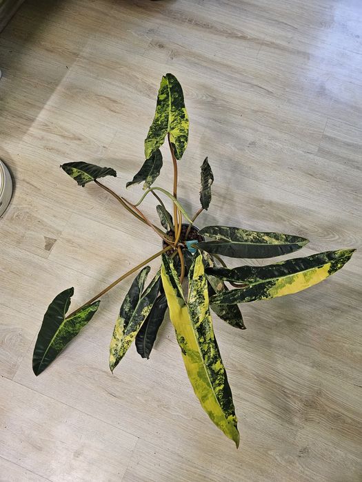 Philodendron  Billietiae Variegata pędówka
