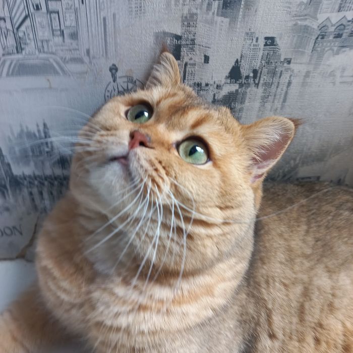 Вязка .Кот золотая шиншилла.