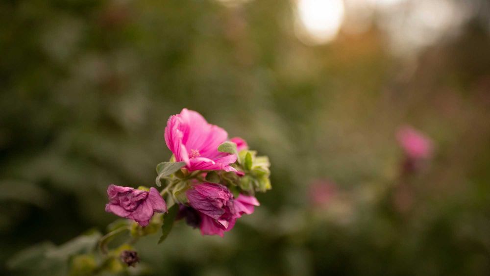 Irix 30mm 1.4 - Nikon f/GFX