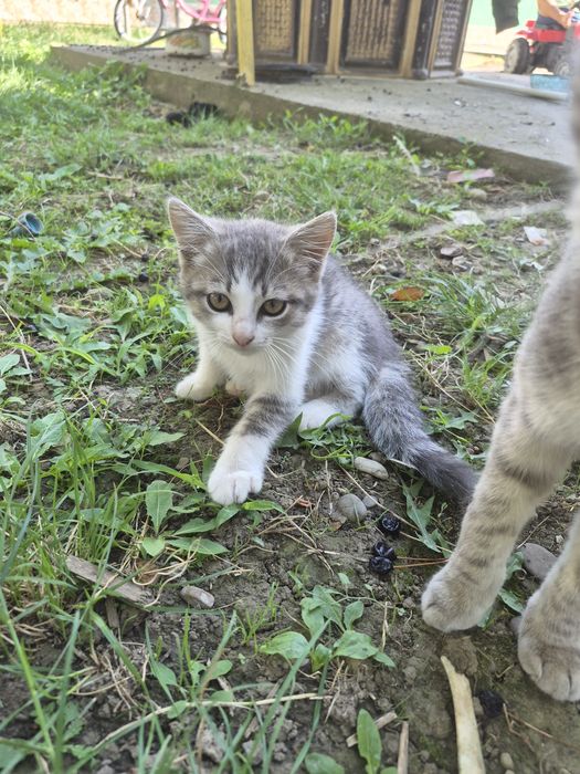 Відам кошенят в добрі рукі