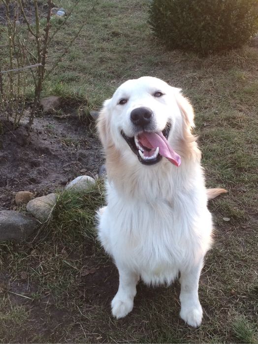 Вязка Золотистий Ретривер