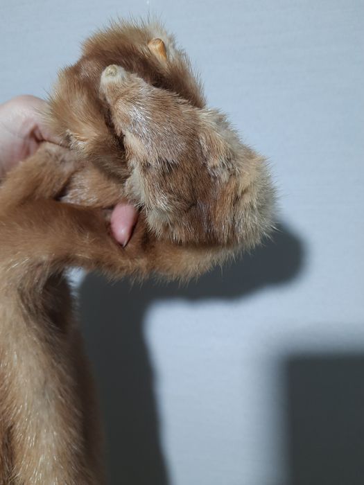 Шкурка норки золотистий беж натуральний колір  2 шт