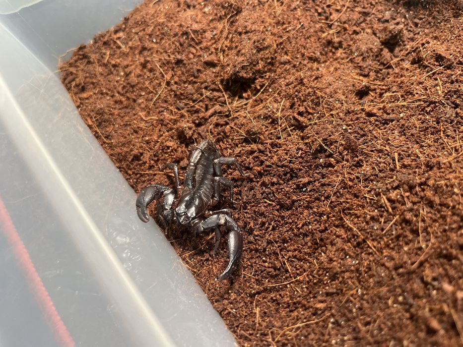 Skorpion heterometrus sileneus