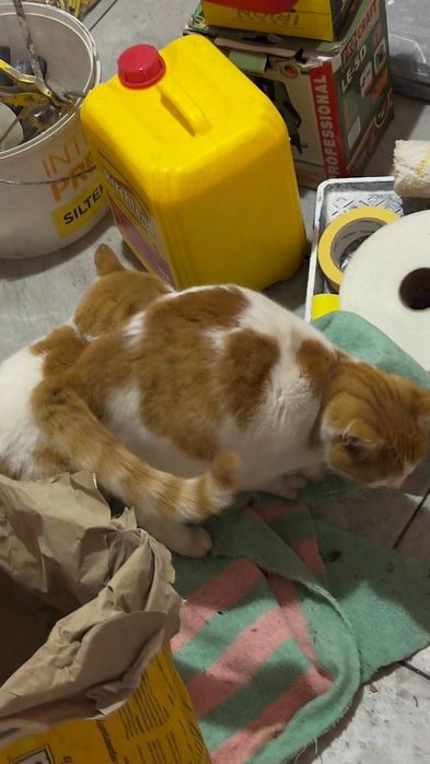 Кастровані киці срочно