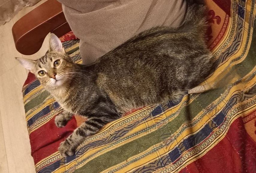 Отдам даром в добрые руки полосатую кошечку