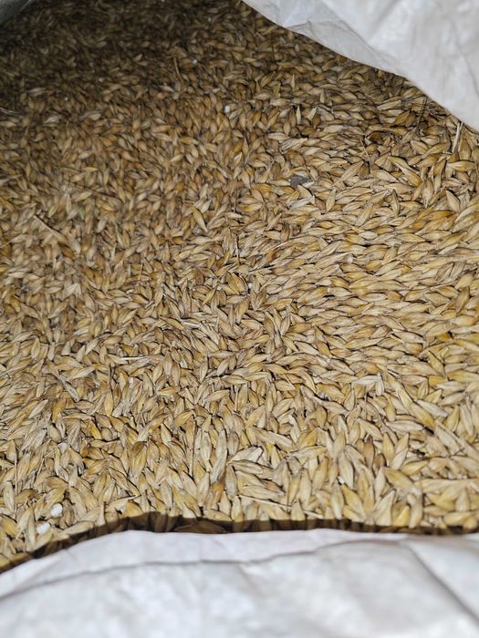 Jęczmień ozimy czyszczony