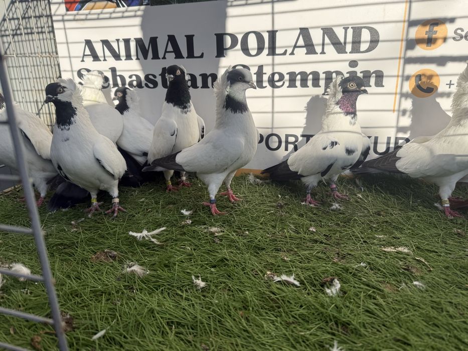 Gołębie. Zakonniki. Zakonnik. Możliwy transport