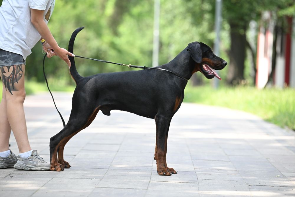 Шикарный FCI- КСУ кобель добермана. Вязка