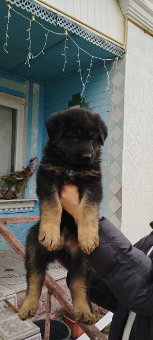 Продам цуценят німецької вівчарки 1.5 місяці