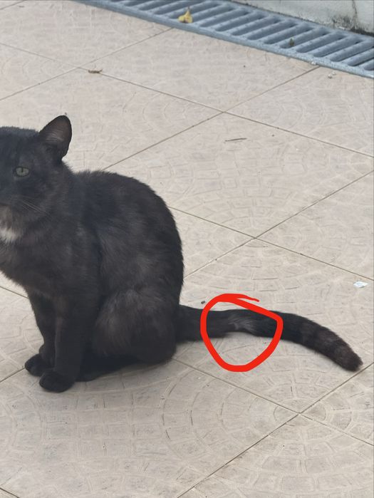 Gato/Gatinho Abandonado