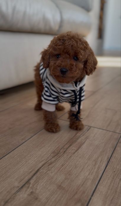 Poodle red brown