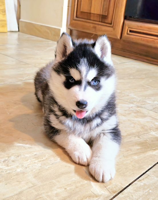 Szczeniak Siberian Husky rodowód ZKwP FCI Champion Puppy Pedigree