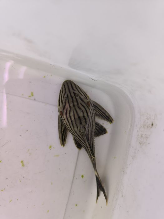 L190 Panaque Nigrolineatus