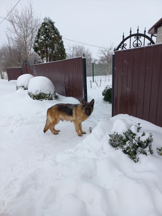 Цуценята Німецької вівчарки