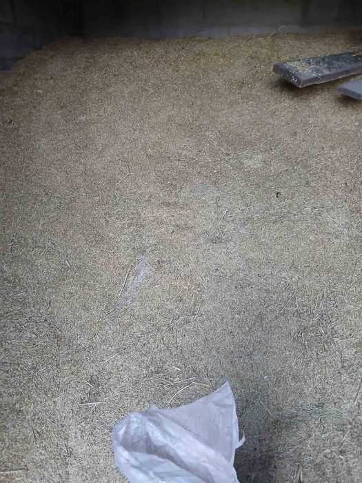 Продам горох і ячмінь на корма