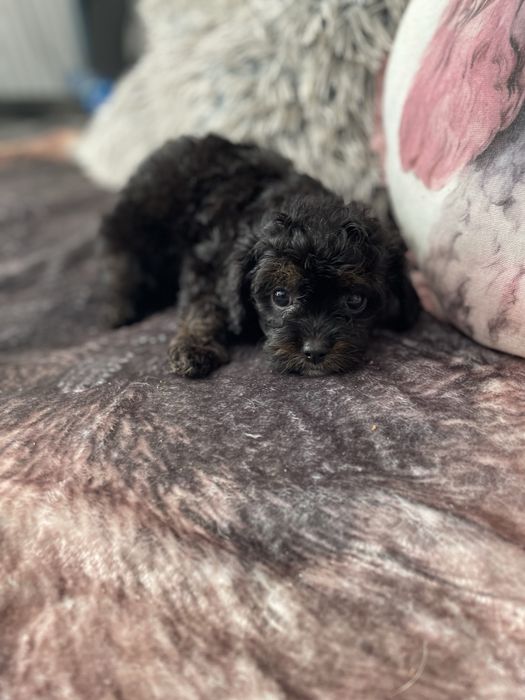 Cavapoo cavalier pudel miniaturowy