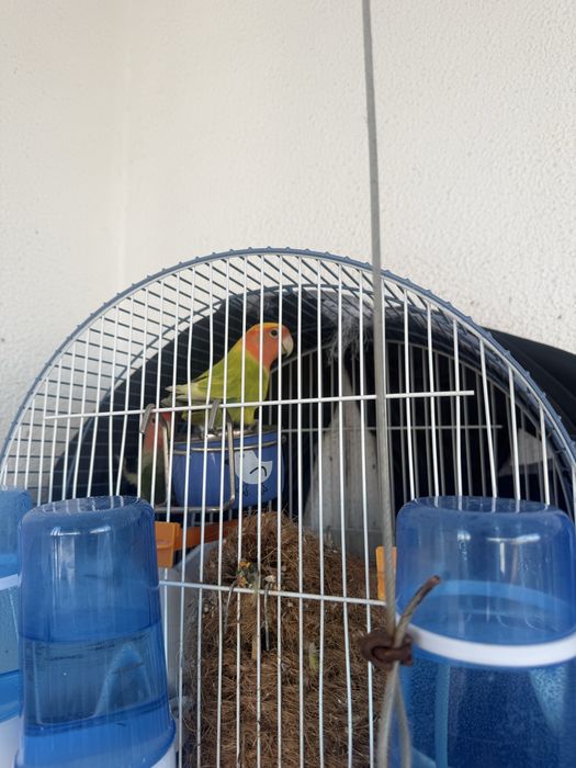 Casal Rosicollis + gaiola