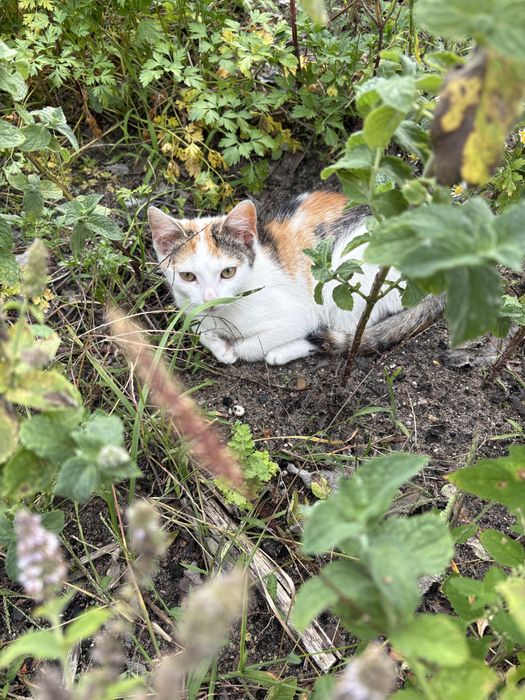 Kotka trikolor oddamy do dobrego domu