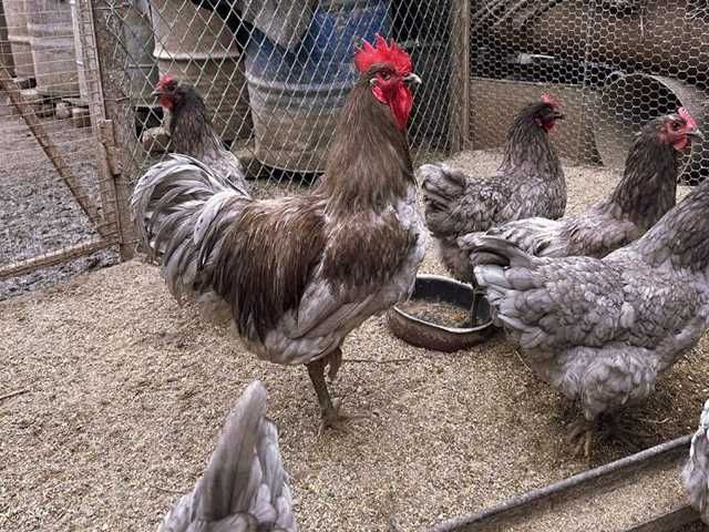 Інкубаційне яйце (курчата). Джерсійський гігант: чорний, блакитний.