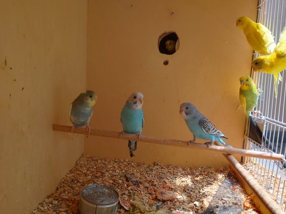 Piriquitos australianos