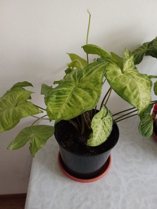 Сингоніум ніжколистий