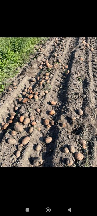 Картопля домашня доставка