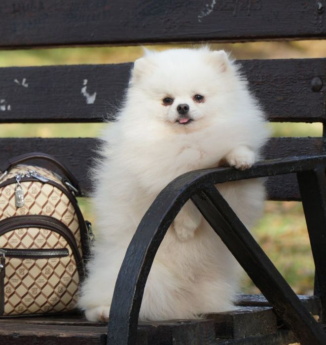 Красивый кобель померанского шпица белого окраса.