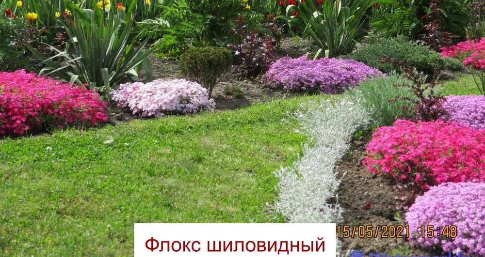 Багаторічні квіти з власного саду. Всі рослини  по 55 гривень