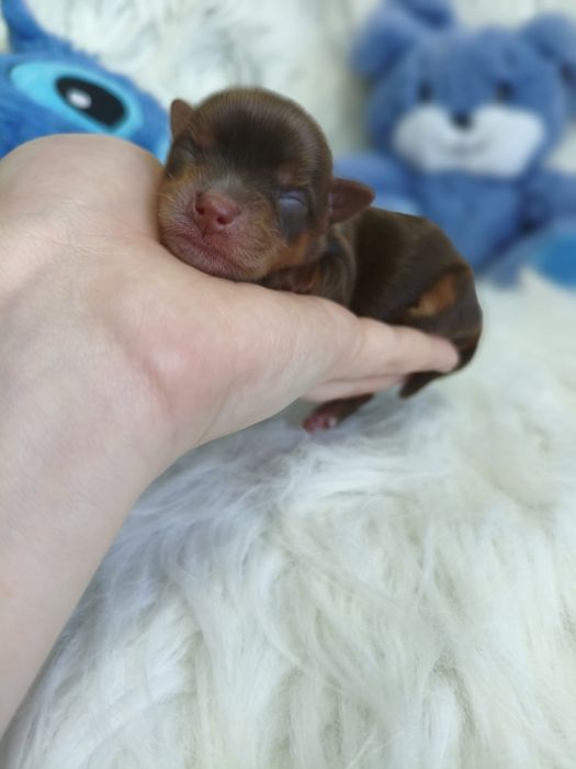 Śliczny chłopczyk Chocolate tan Yorkshire terrier