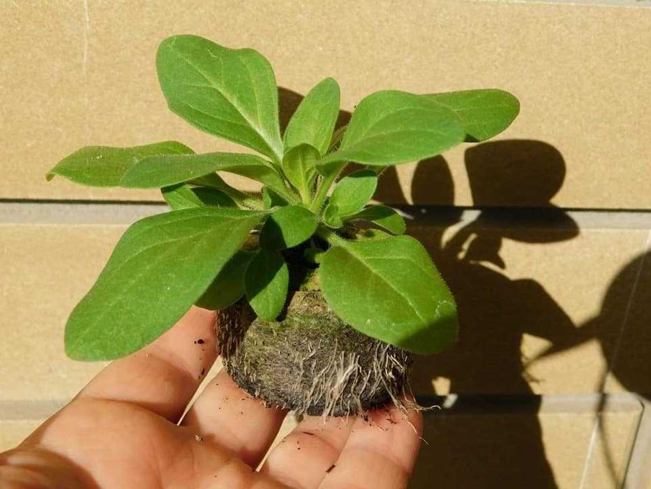 Таблетки для розсади