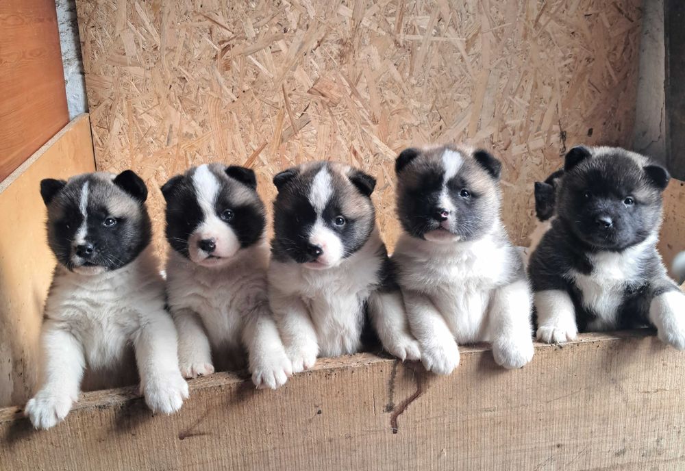 Американська акіта! Хлопчики та дівчатка.