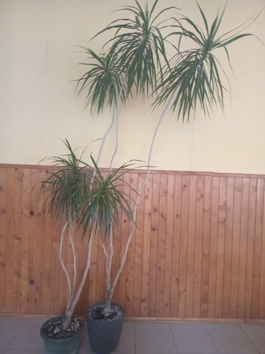 Драцена кімнатна