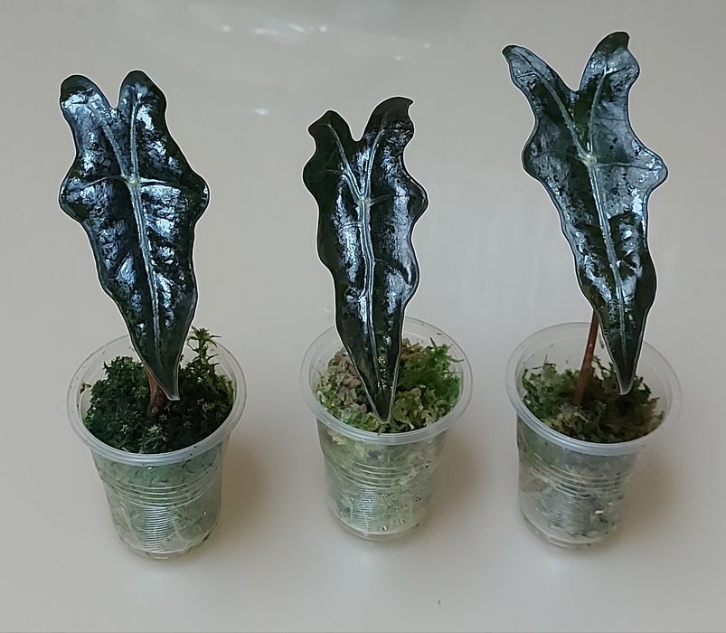 Алоказія нобіліс